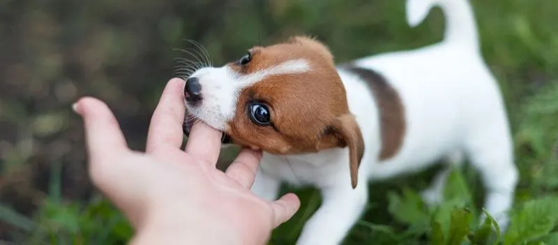 Oduczanie psa jedzenia ziemi