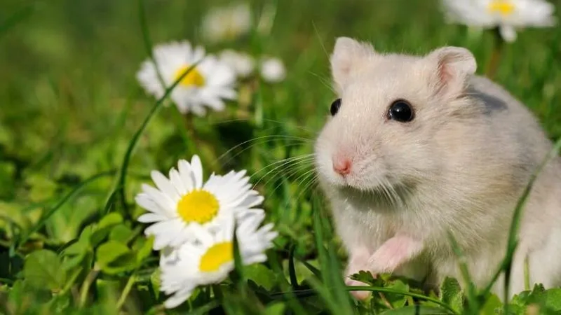 Opieka nad chomikami