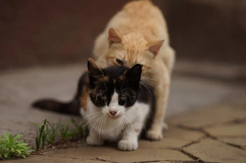 Opieka nad kotem w rui