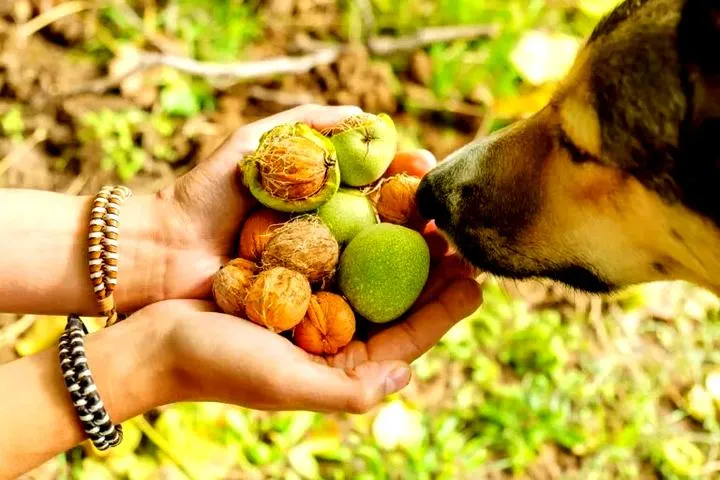 Orzechy włoskie dla psów