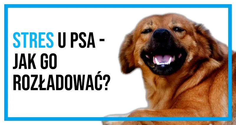 Osobisty azyl dla psa