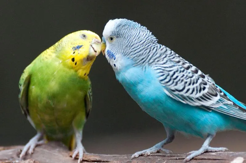 Oswajanie papug falistych