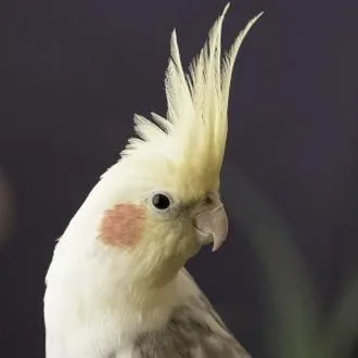 Papugi nimfy