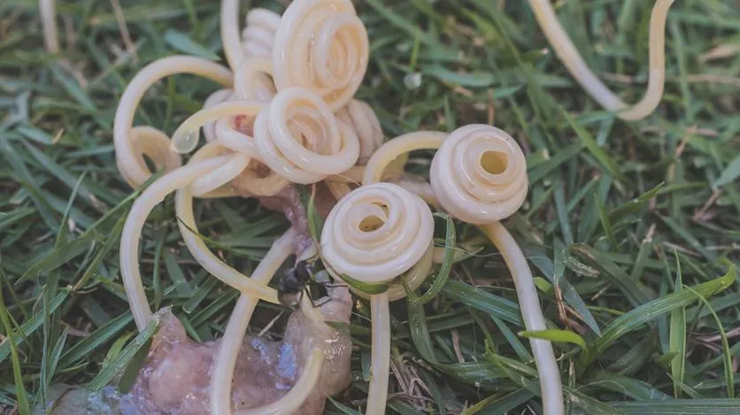 Pasożyty przenoszone przez psy