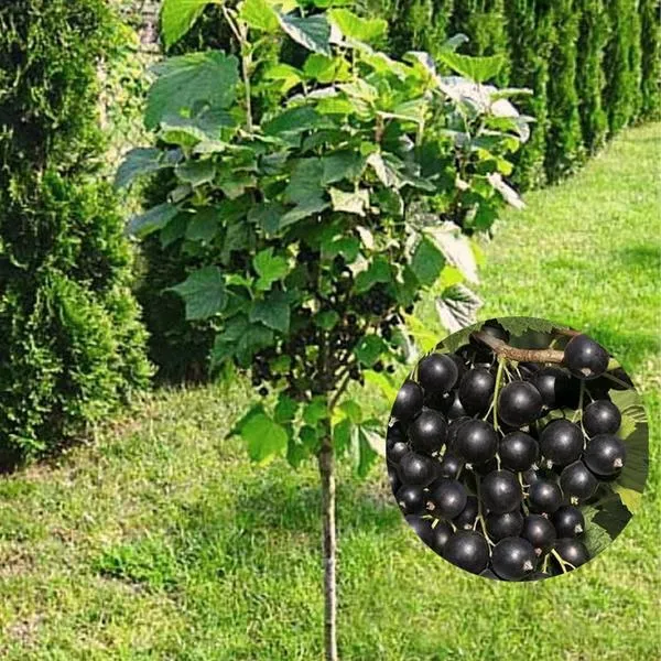 Pies i porzeczki