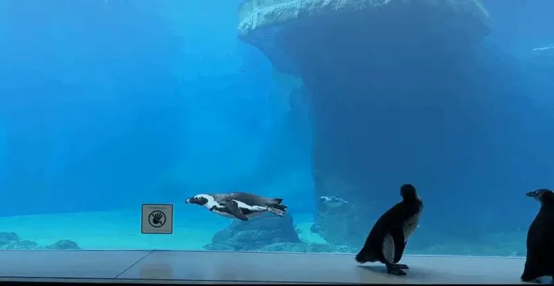 Pingwiny we wrocławskim zoo