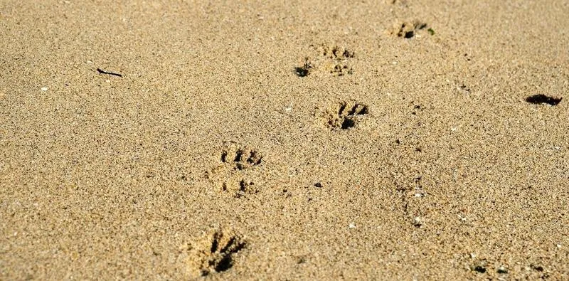 Plaża z psem