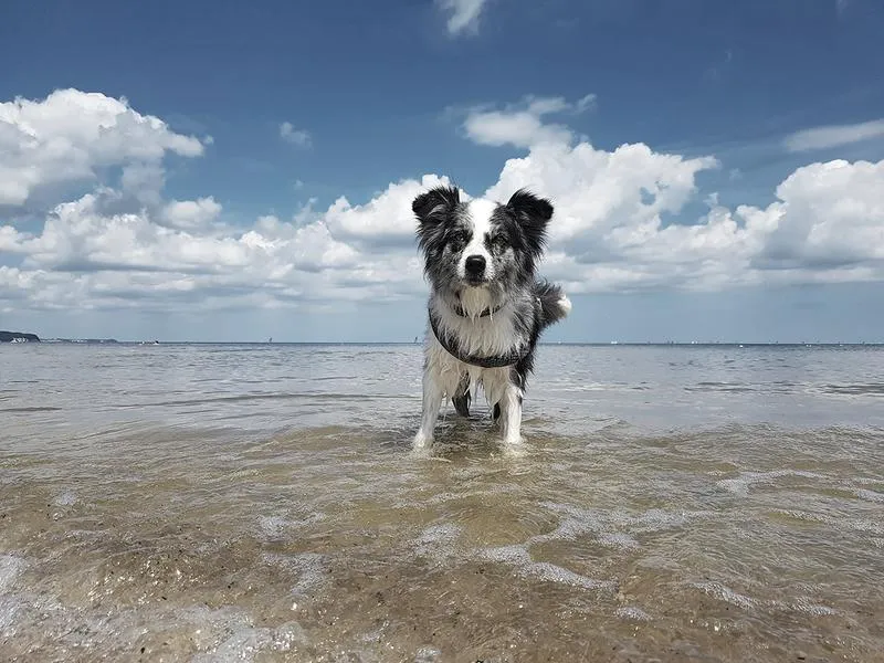 Plaże przyjazne psom