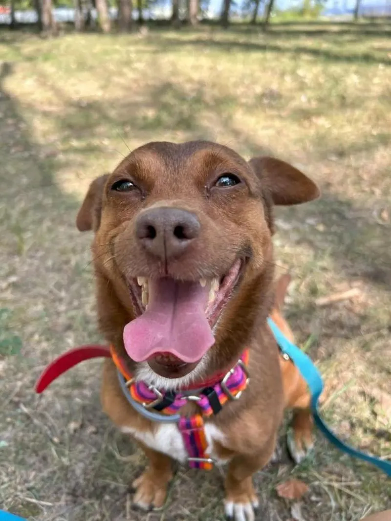 Podszczypywanie u psa znaczenie