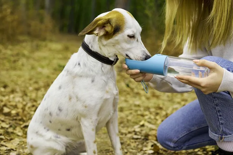 Pomocne porady dla psów