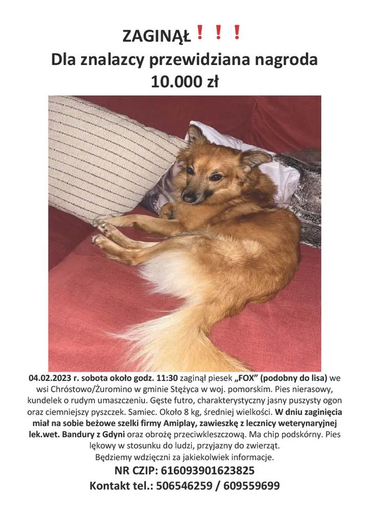 Poszukiwania zagubionego psa