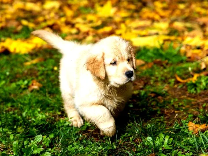 Potrzeby psa i sygnały