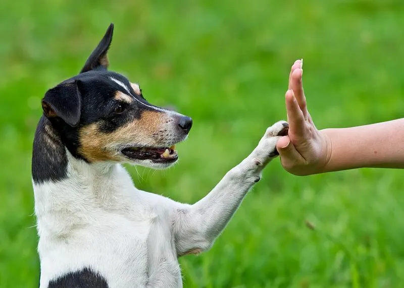 Pozytywne wzmocnienie w szkoleniu psa