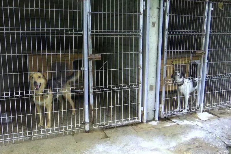 Praca w schronisku dla zwierząt