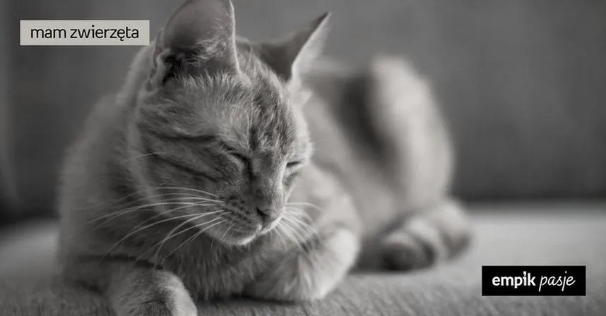 Proces adopcji zwierzaka