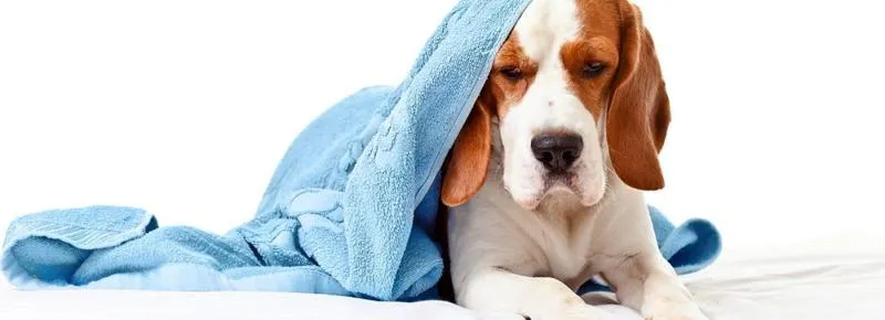 Przeziębienie u psa leczenie