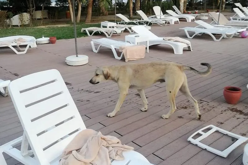 Przyczyny gryzienia pościeli