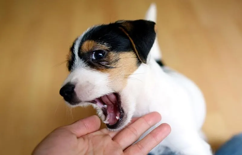 Przyczyny gryzienia u psa