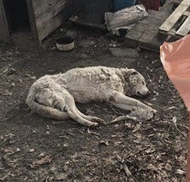 Przyczyny jedzenia piasku przez psy