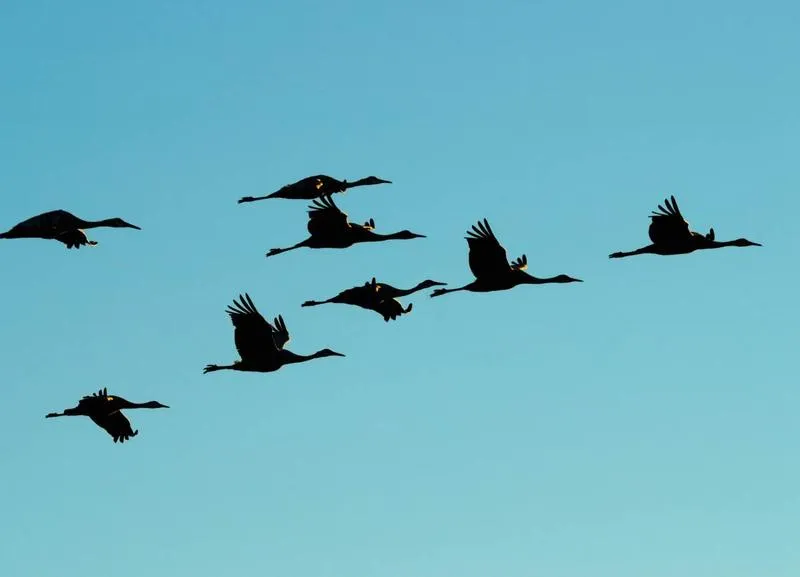 Przyczyny migracji ptaków