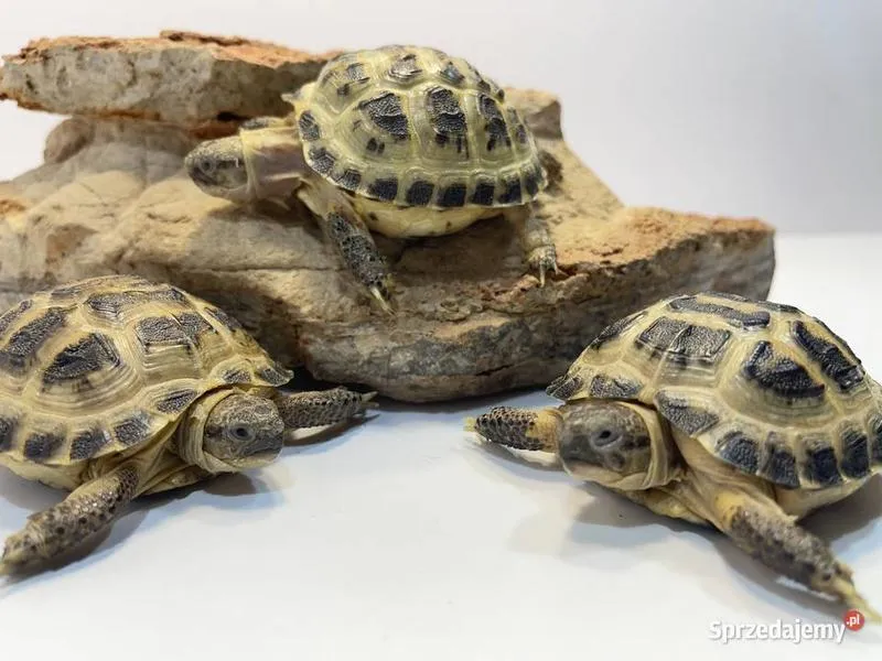 Przygotowanie żółwi stepowych do zimy