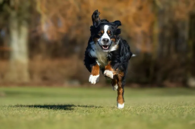 Psie instynkty i zachowanie w nocy