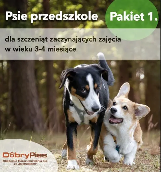 Psy przedszkole