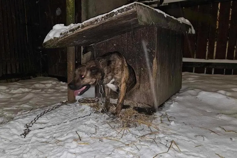 Psy stróżujące w budzie