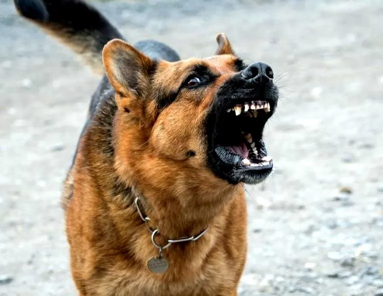 Psy szczekają karawana jedzie