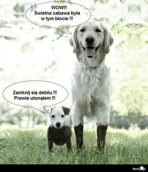 Psy tarzające się w błocie