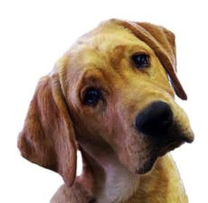 Psychologia psa i relacje z ludźmi