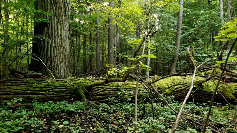 Puszcza białowieska