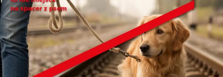 Quizy dla miłośników zwierząt