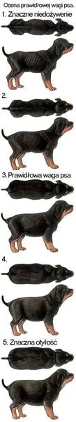 Rasa psa a waga