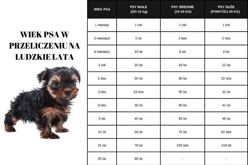 Rasy psów a starzenie się