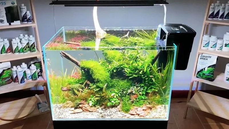 Rośliny do akwarium low tech