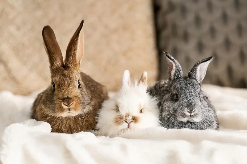 Różnice anatomiczne u królika