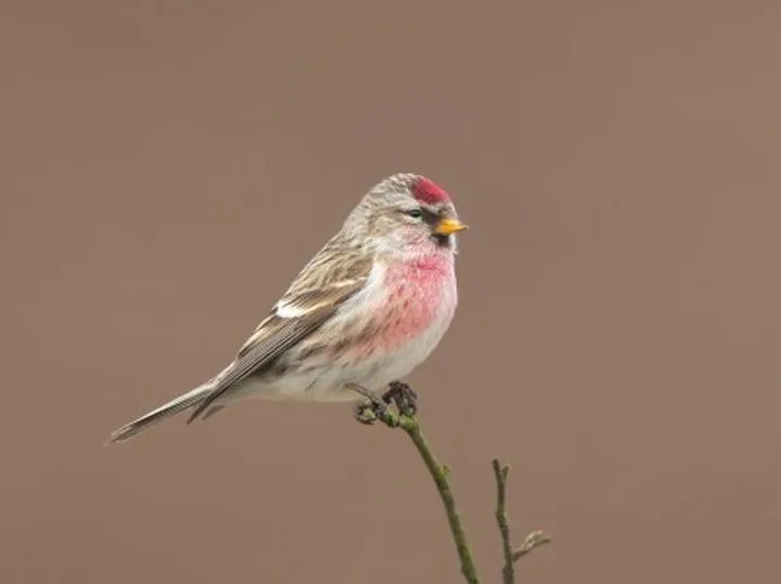 Rozpoznawanie czeczotki i ubarwienie