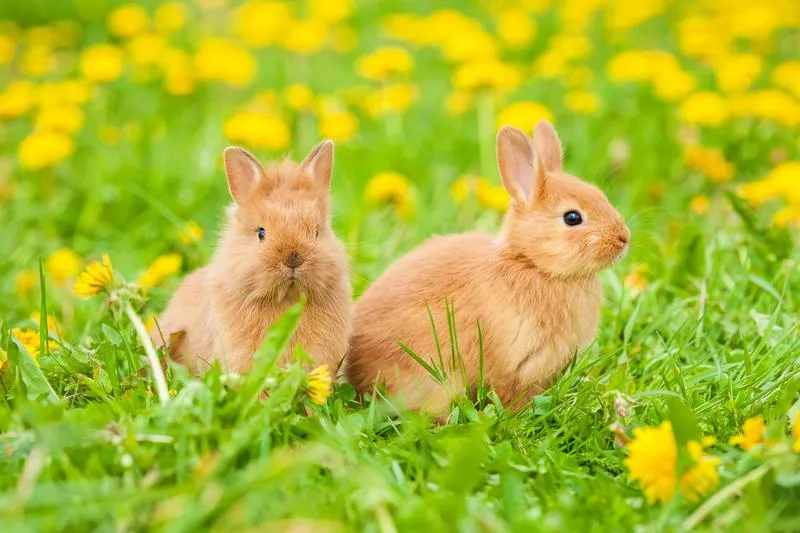 Rozpoznawanie płci królika