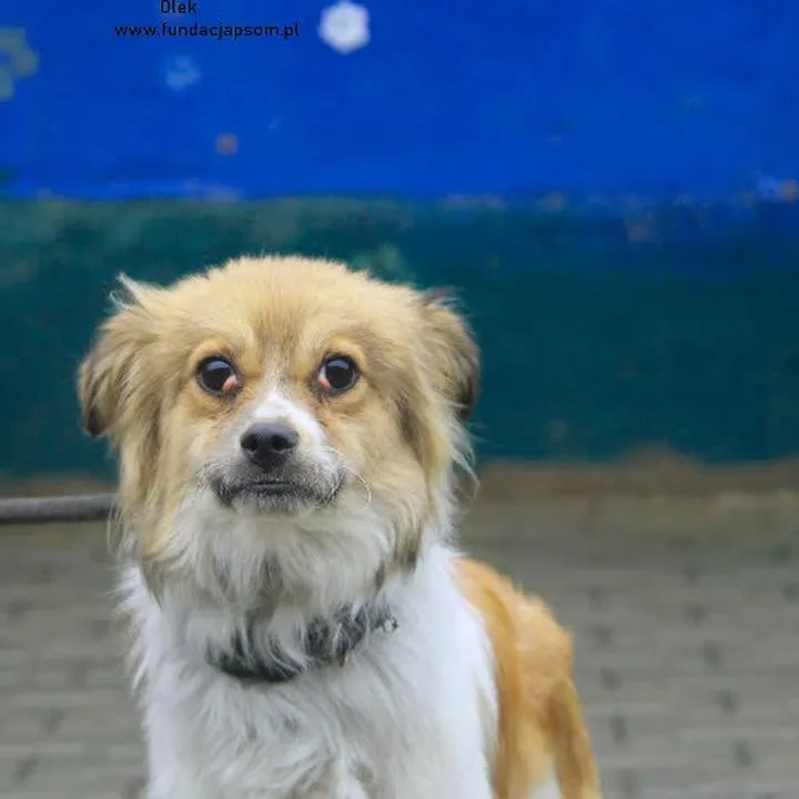 Rutyna w szkoleniu psa