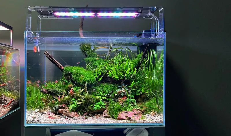 Ryby do akwarium low tech