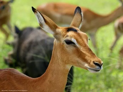 Safari w Afryce