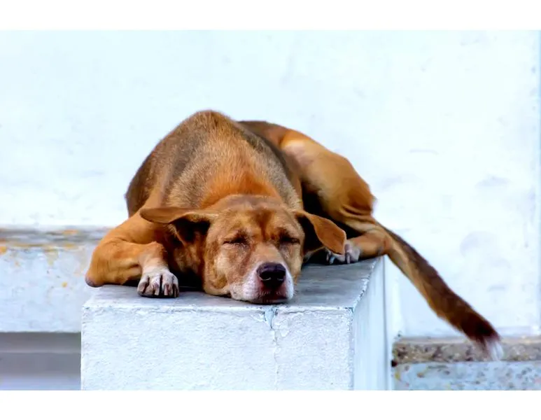 Składniki odżywcze dla psów