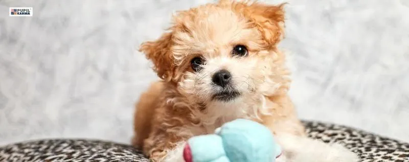 Składniki wysokiej jakości karmy