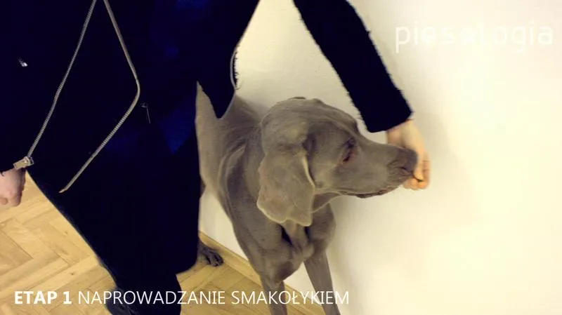 Skuteczne metody treningu