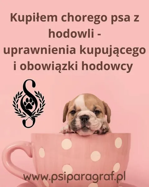 Socjalizacja psów