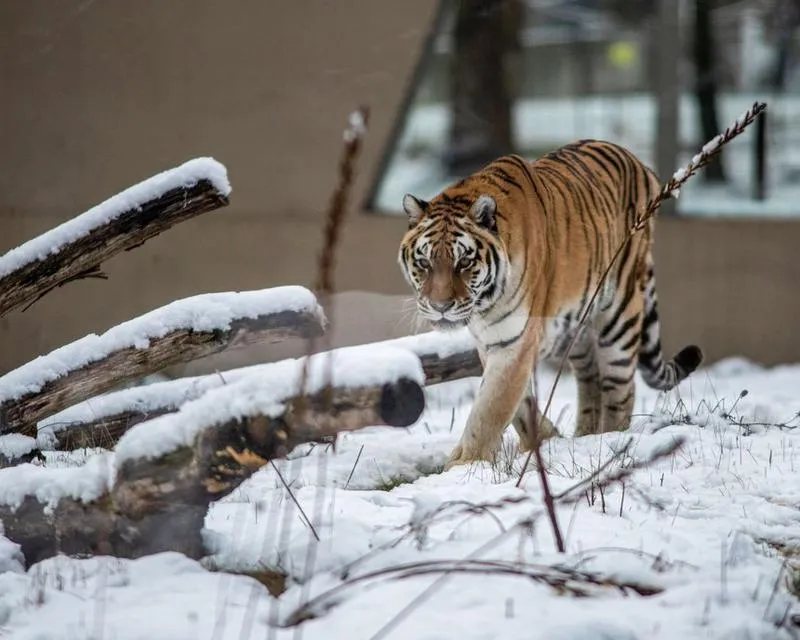 Strategii przetrwania