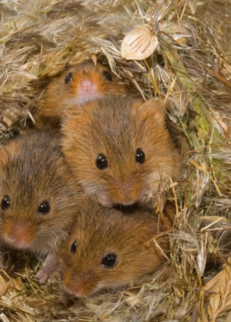 Symbolika myszy w snach