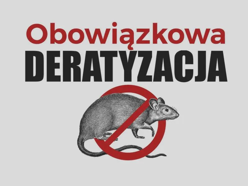 Szczury domowe