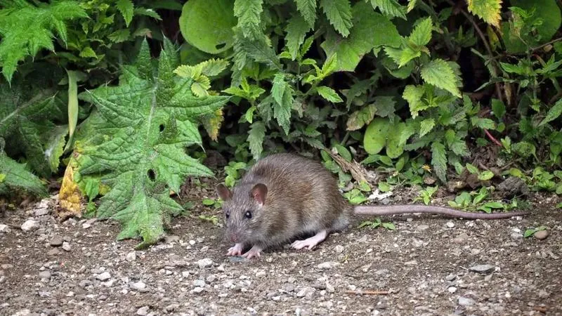 Szczury w ogrodzie
